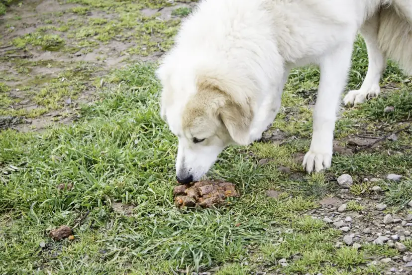 Perro blanco olfateando heces. Buscando un tratamiento para que mi perro no se coma sus heces.