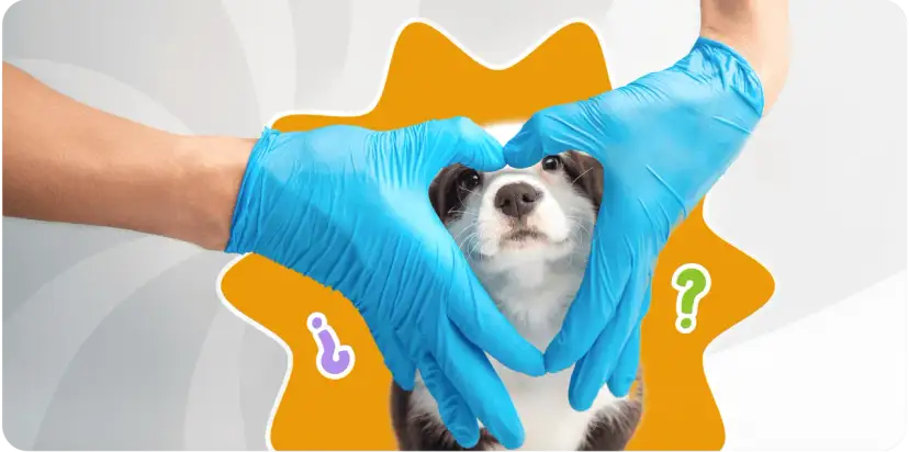 Manos con guantes azules forman un corazón alrededor de un cachorro, simbolizando los cuidados de un cachorro de 2 meses.