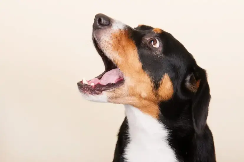 Perro con la boca abierta, como si estuviera aprendiendo a usar un antiladridos casero.