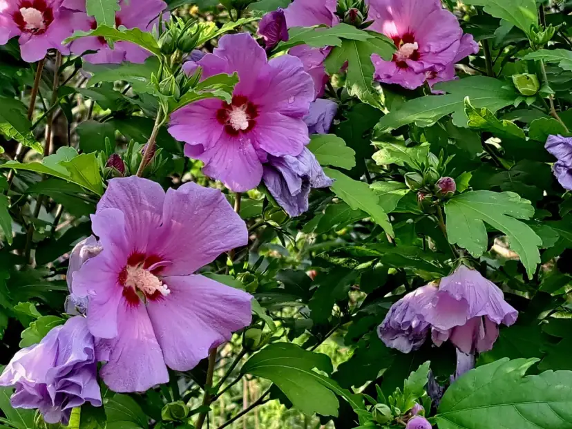 Hibiskus jaki nawóz - najlepsze nawozy dla zdrowego wzrostu kwiatu