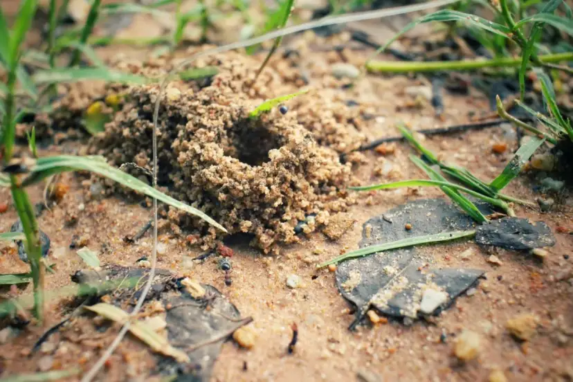Mrówka, naturalny wróg mrówek, czai się przy wejściu do mrowiska.