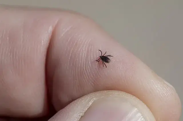 Kiedy kleszcz wymiotuje i co to oznacza dla twojego zdrowia
