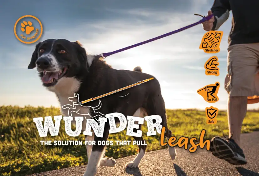 Un perro con coleta pasea feliz con su humano. La correa "Wunderleash" es la solución para perros que tiran.
