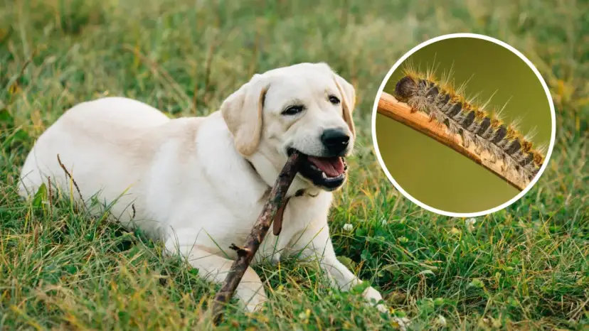 Un perro labrador juega con un palo mientras una oruga procesionaria, peligrosa para los perros, se muestra en un círculo.