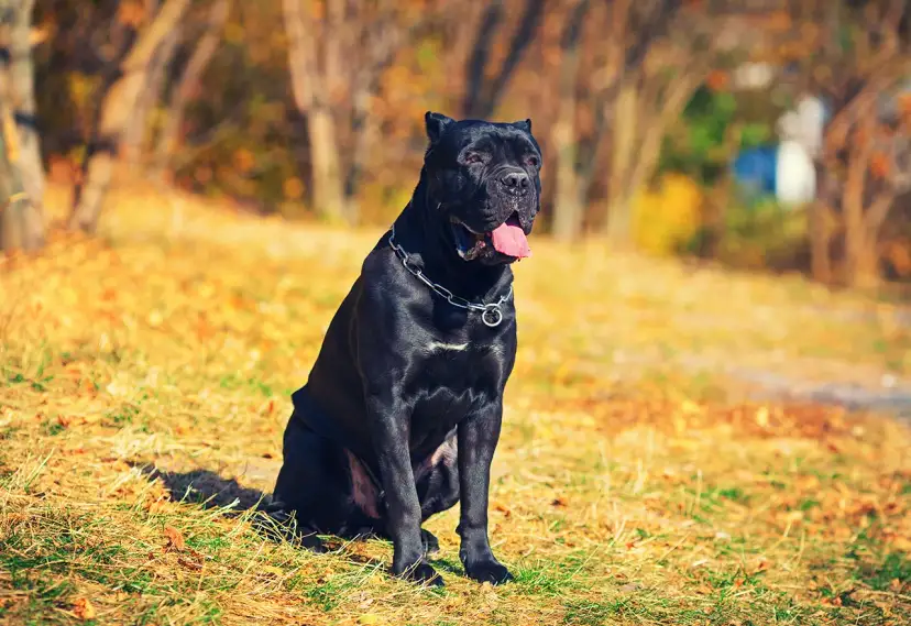 Czarny pies rasy Cane Corso siedzi na trawie w jesiennym parku. Ile żyje taki pies? Średnio 10-12 lat.