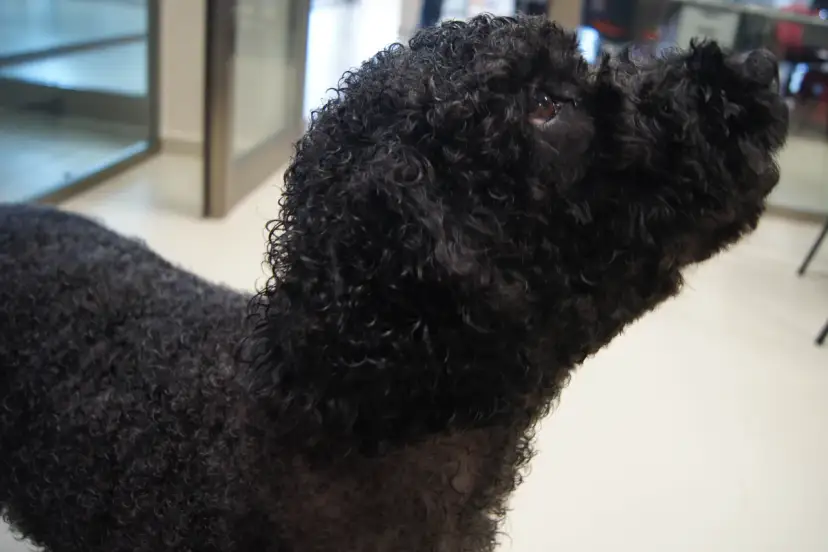 Perro de agua negro con un corte de pelo rizado y esponjoso, listo para nadar.