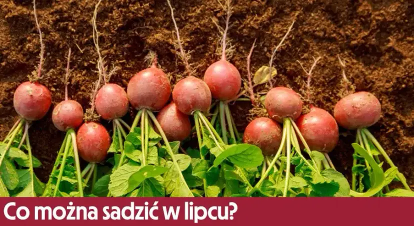 Jakie warzywa sadzić w lipcu, aby uniknąć rozczarowania plonami?