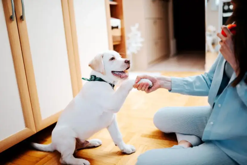 Un cachorro blanco da la pata a una persona, aprendiendo cómo jugar con un cachorro.