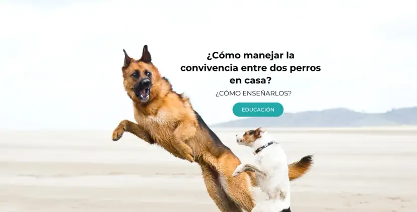Un pastor alemán y un terrier juegan en la playa. Aprende cómo hacer que dos perros se lleven bien en casa.