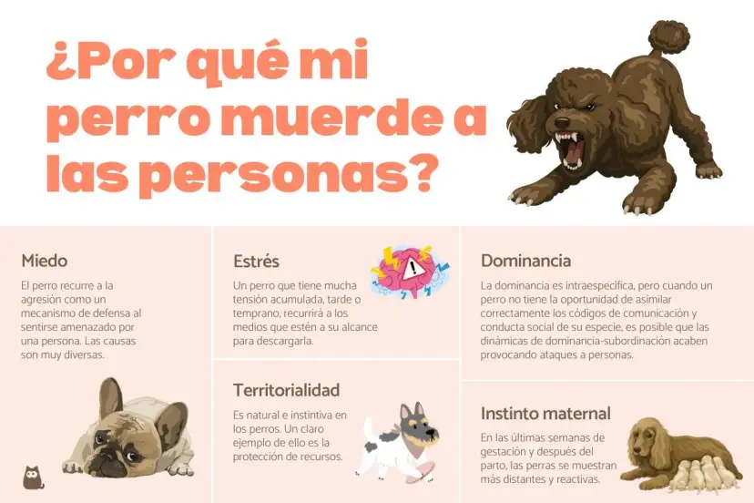 Un perro con miedo, que se siente amenazado, puede morder. La imagen muestra las causas de la agresión canina.