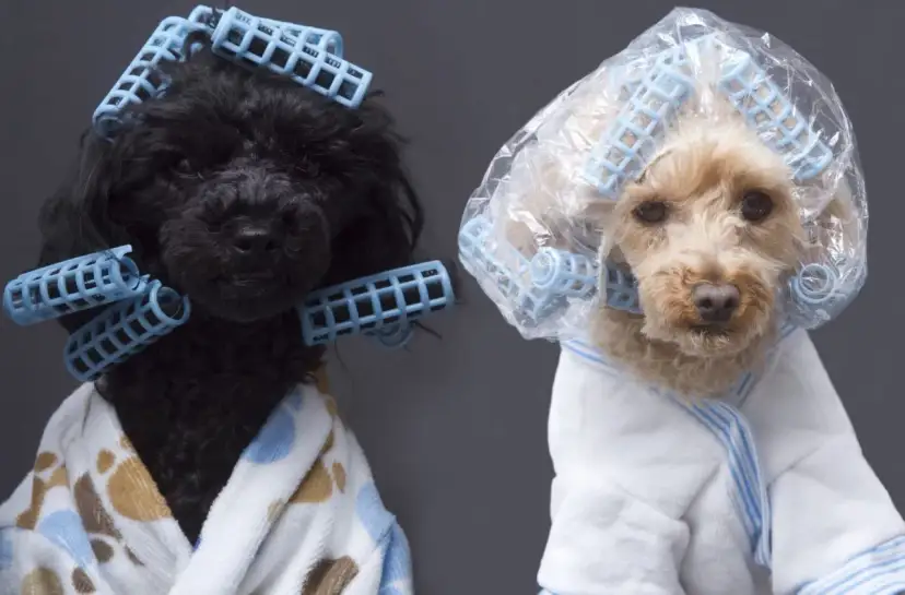 Dos caniches toy, uno negro y otro rubio, con rulos y batas, listos para unos cortes de pelo caniche toy.