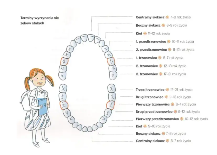Ile zębów mlecznych ma dziecko? Ząbkowanie, pielęgnacja i mity