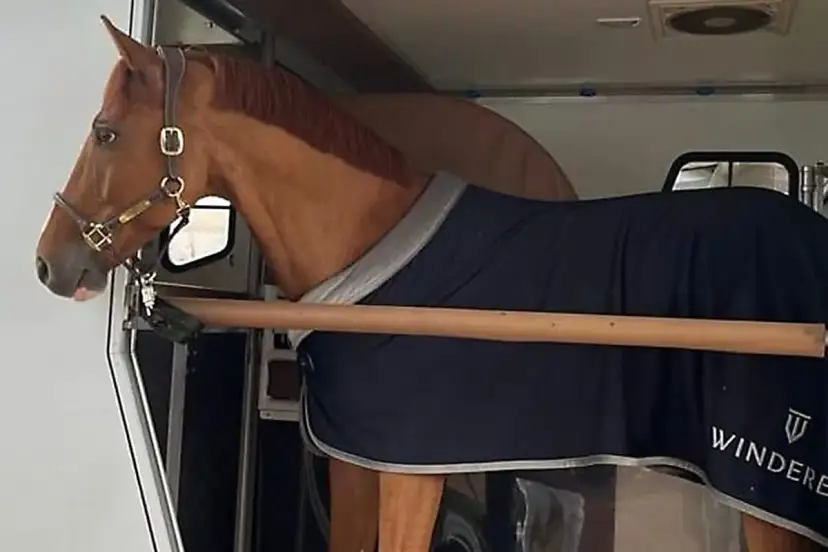 Brązowy koń w derce czeka na transport. Przepisy dotyczące transportu koni są ważne dla jego bezpieczeństwa.