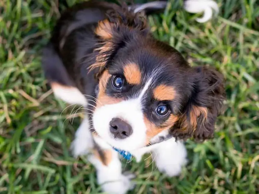 Cachorro tricolor con ojos curiosos, aprendiendo como enseñar a un cachorro a no morder.