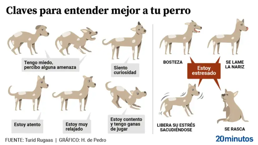 Ilustración muestra el **comportamiento canino** con diferentes posturas y expresiones, indicando estados como miedo, curiosidad, relajación, estrés y ganas de jugar.