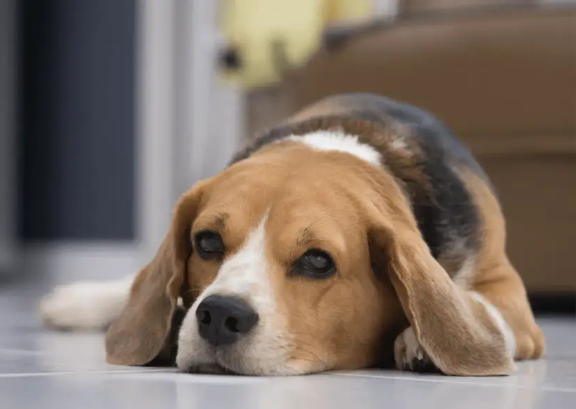 Un beagle triste y cansado, quizás afectado por giardia en perros, descansa en el suelo.