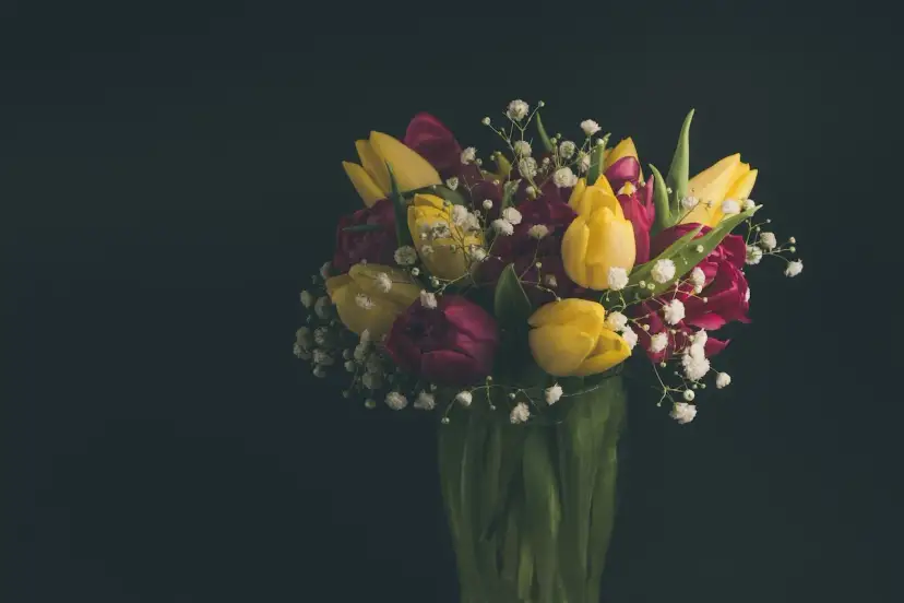 Bukiet żółtych i bordowych tulipanów z gipsówką. Idealny pomysł, z czym łączyć tulipany w bukiecie, by stworzyć wiosenną kompozycję.