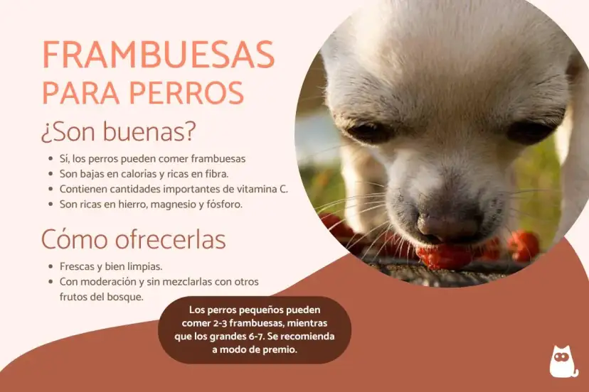 Un perro chihuahua disfruta de frambuesas, demostrando que los perros pueden comer frambuesas como un premio saludable.