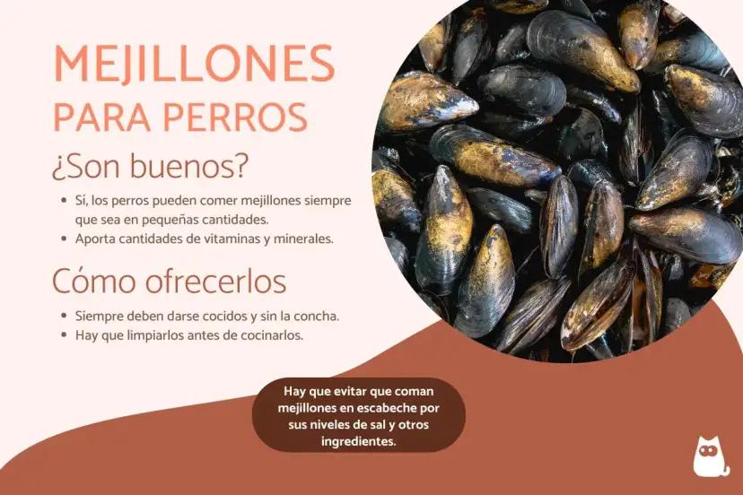 Los perros pueden comer mejillones cocidos y sin concha. Son una fuente de vitaminas y minerales, pero evita los escabechados.