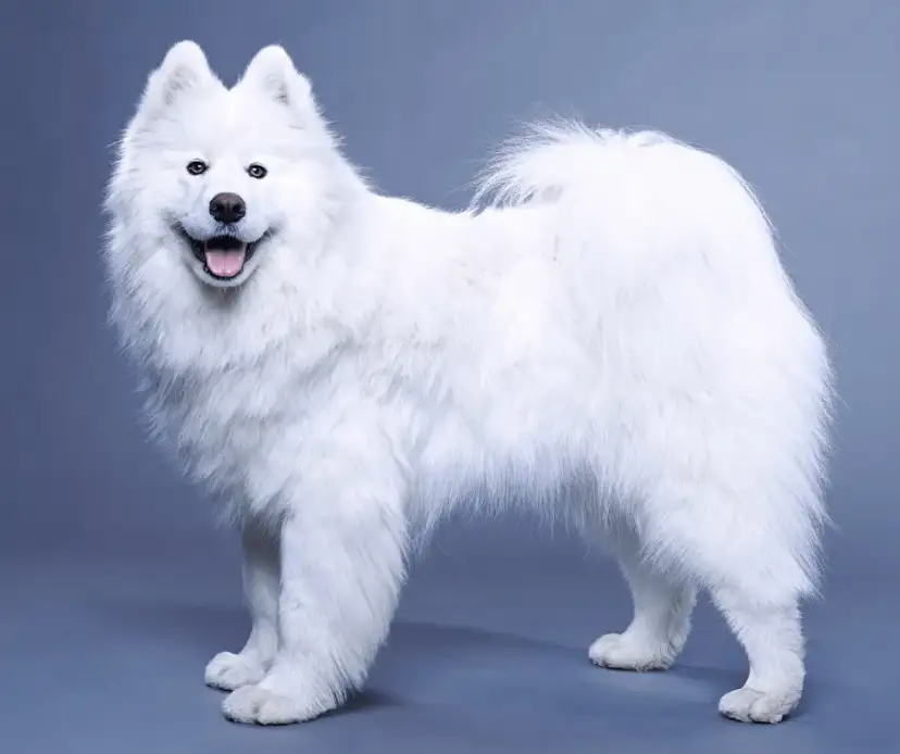 Samojed ma włosy czy sierść? Odkryj prawdę o jego futrze