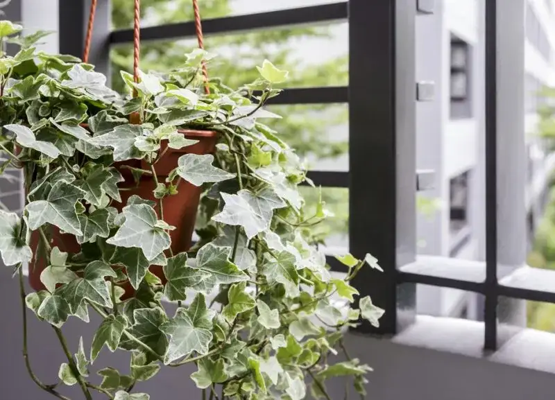 Jakie rośliny na balkon całoroczne wytrzymają każdą pogodę?