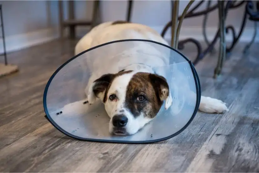Perro con collar isabelino recuperándose. Averigua cuanto vale castrar un perro para su bienestar.