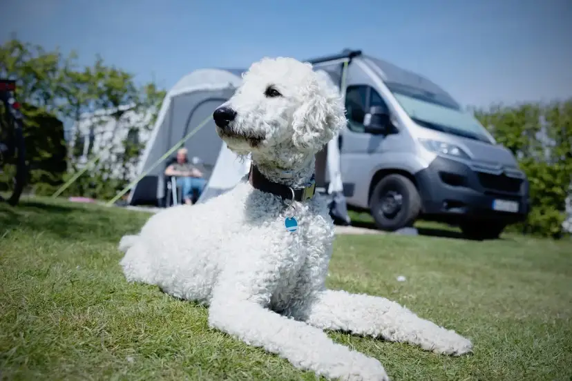 Un caniche gigante sin pelar descansa en el césped, con una tienda de campaña y una furgoneta camper al fondo.