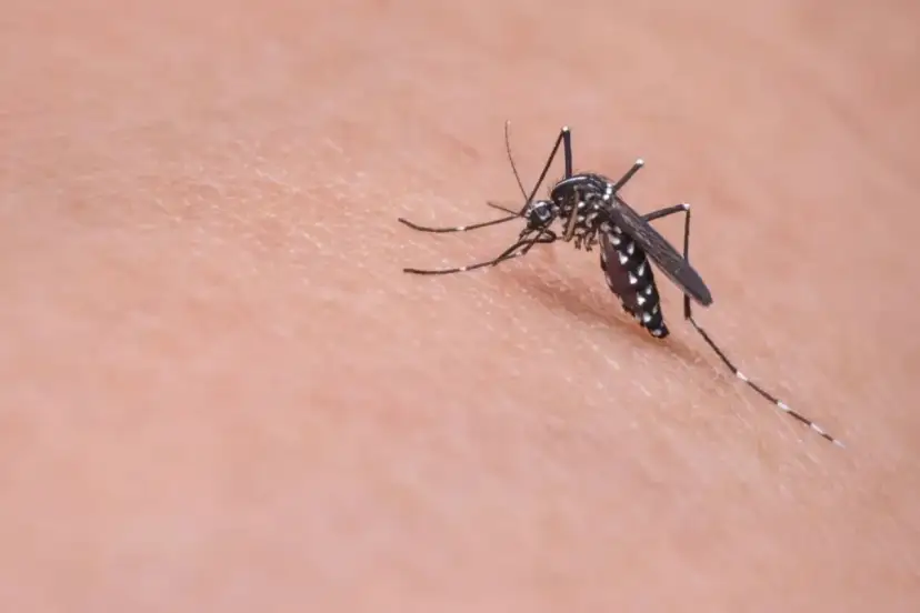 Un mosquito, vector de la leishmaniasis, se posa sobre la piel.