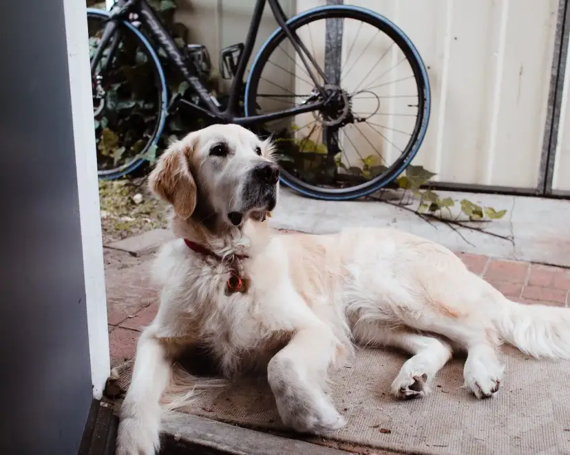 Czy golden retriever nadaje się do bloku? Oto, co musisz wiedzieć