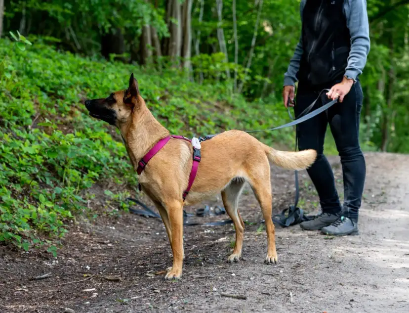Perro de **mantrailing perros** con arnés rosa, atento en un sendero boscoso, guiado por su dueño.