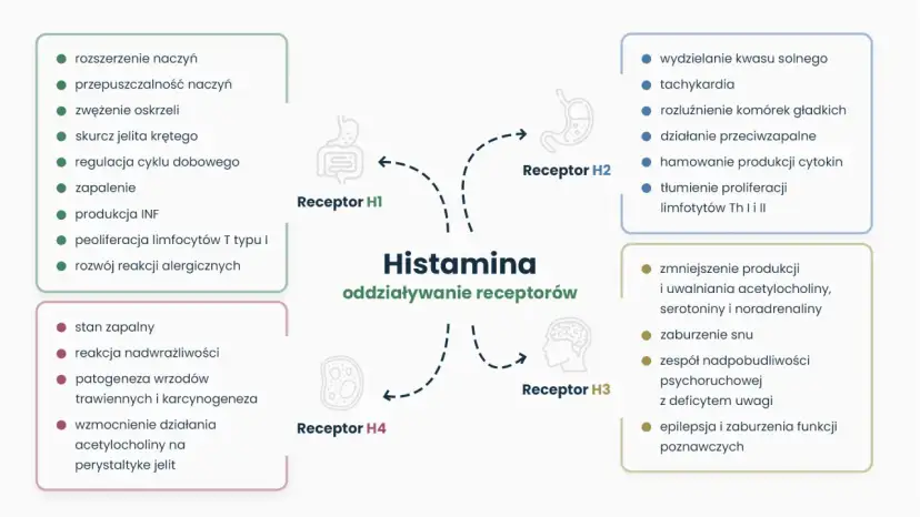 Schemat przedstawia działanie histaminy na receptory H1-H4, wpływając na zapalenie, reakcje alergiczne, trawienie i funkcje neurologiczne.
