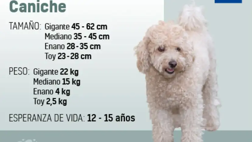 Un caniche de pelaje rizado y color crema, con información sobre su tamaño, peso y esperanza de vida.