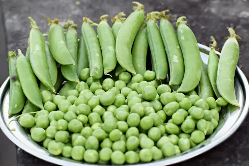 Un plato lleno de guisantes frescos, tanto en vaina como sueltos. ¡Una delicia que hasta los perros pueden comer guisantes!