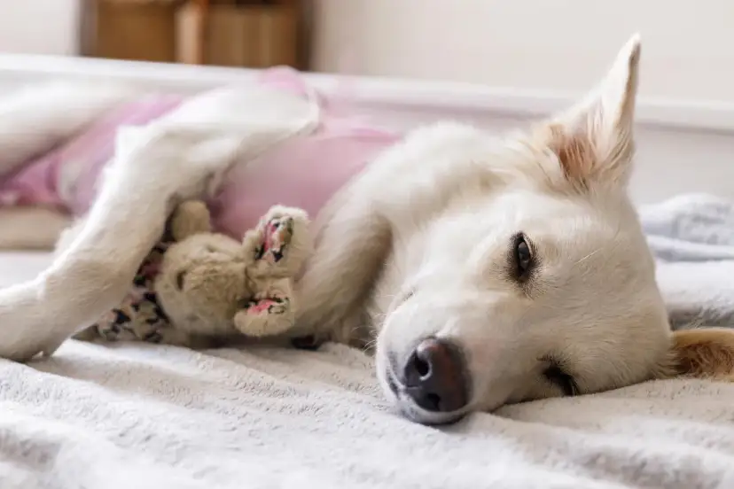 Perra blanca con un osito de peluche, recuperándose tras esterilizar perra.
