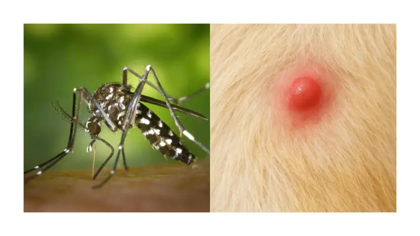Mosquito listo para picar a un perro. La imagen muestra un mosquito y una picadura roja e inflamada en la piel de un perro.