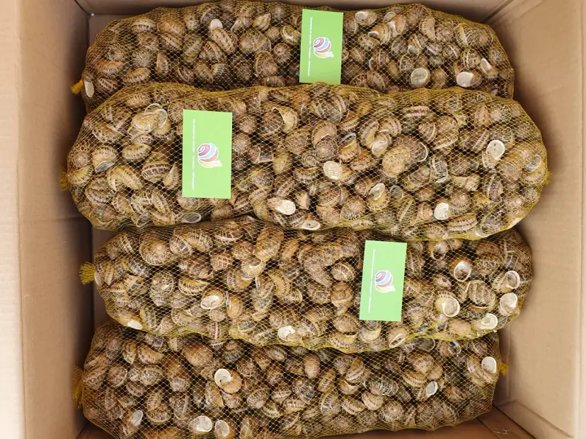 Cztery worki pełne ślimaków w kartonie. Zastanawiasz się, ile kosztuje 1 kg ślimaków w skupie?