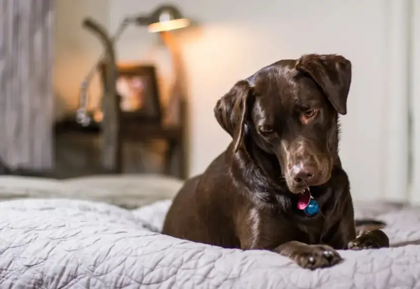 Un perro chocolate descansa en una cama, quizás pensando en los 50 gestos de los perros y su significado.