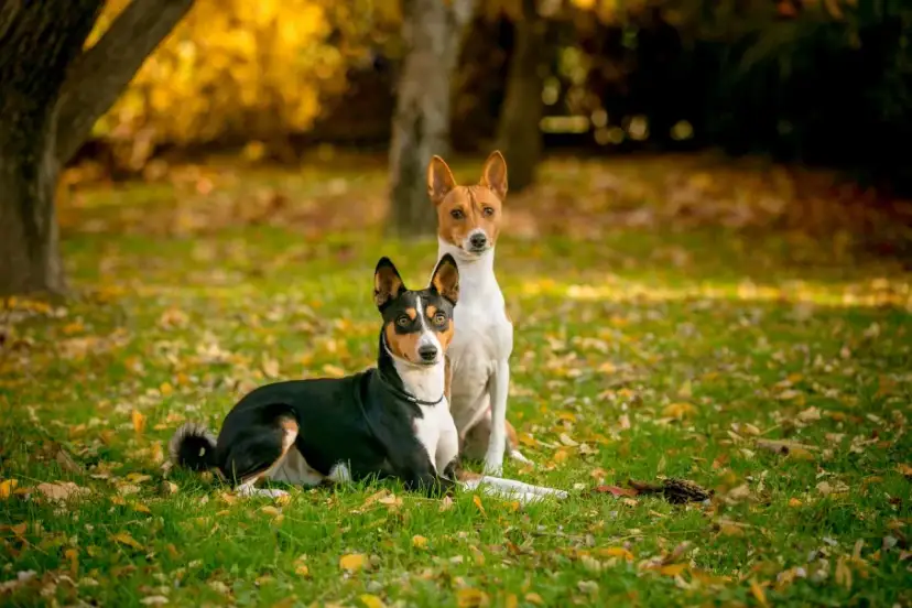 Dos basenjis, uno negro y tricolor, y otro blanco y rojizo, posan en un parque otoñal cubierto de hojas caídas.