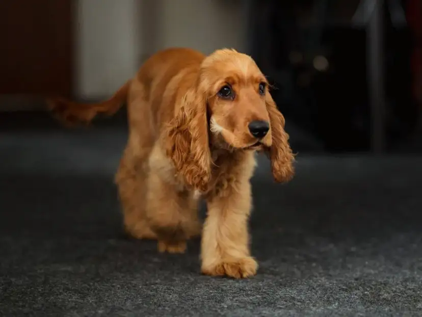 Un cachorro de cocker dorado camina con sus largas orejas caídas. Hay varios tipos de cocker, y este es un ejemplo encantador.