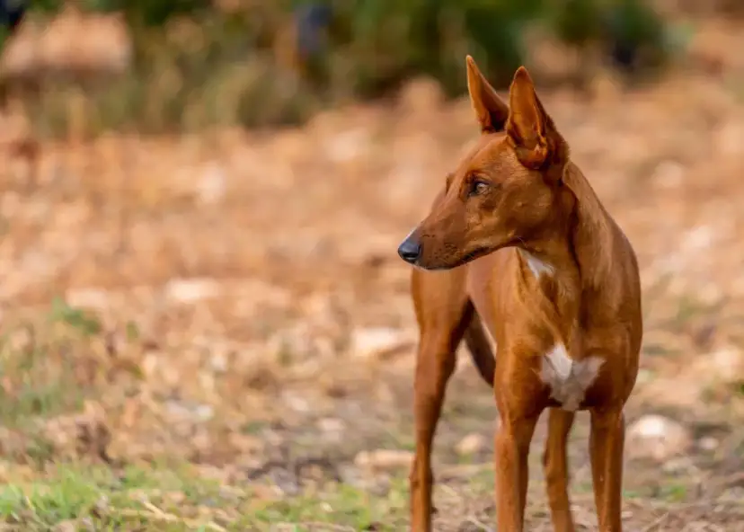Un podenco maneto de pelaje rojizo, con orejas puntiagudas y atentas, mira hacia la derecha en un campo seco.