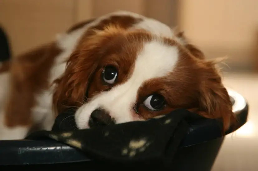 Un tierno cachorro llora por la noche, con sus grandes ojos tristes mirando desde su cama.