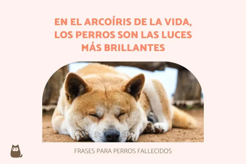 Un perro duerme plácidamente, evocando bonitas frases de adiós a mi mascota. El texto dice: "En el arcoíris de la vida, los perros son las luces más brillantes".