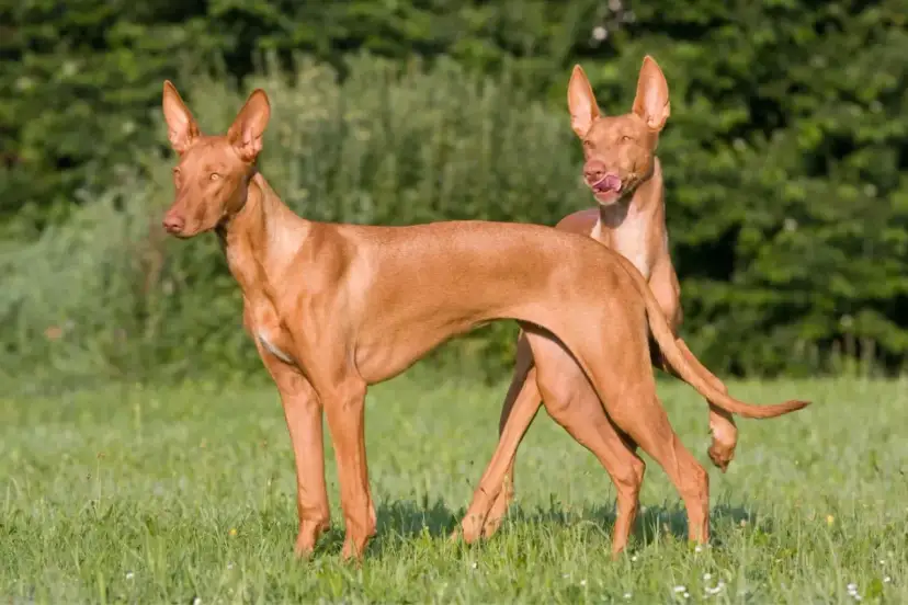 Dos perros de tipos de podenco, de pelaje rojizo y orejas grandes, posan en un prado verde.