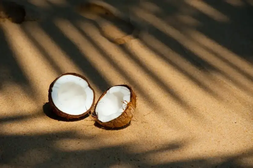 Połówki kokosa na piaszczystej plaży w cieniu liści palmowych.