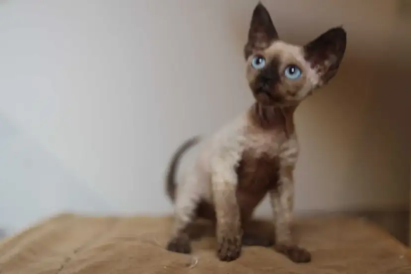 Gdzie znaleźć koty Devon Rex w Zachodniopomorskim - ceny i hodowle