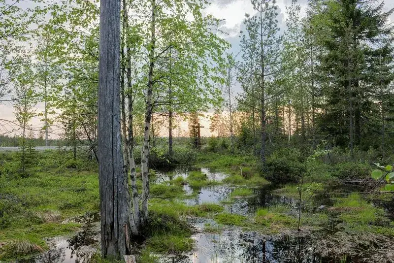 Lustrzanka cyfrowa: Jak wybrać idealny aparat do fotografii?