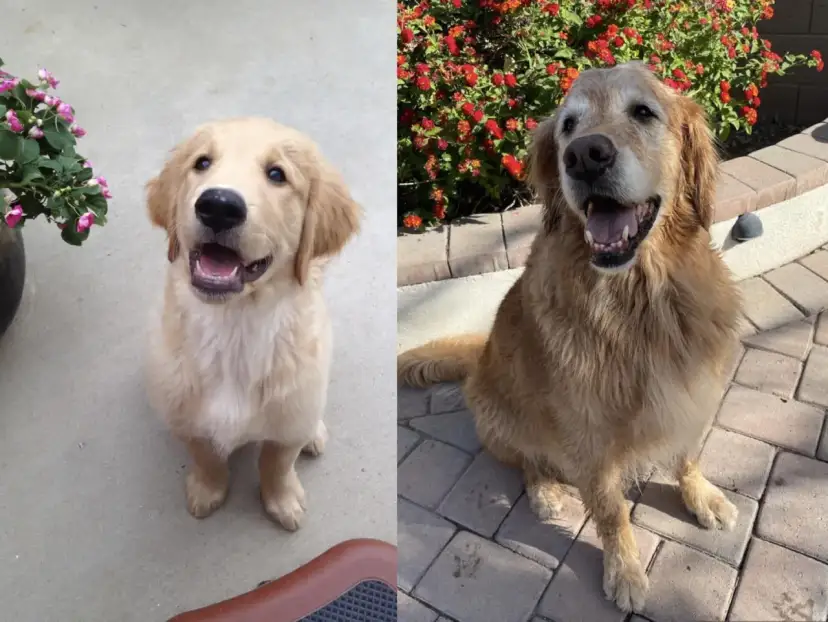 Pies czy Suka Golden Retriever? Porównanie, które rozwieje wątpliwości