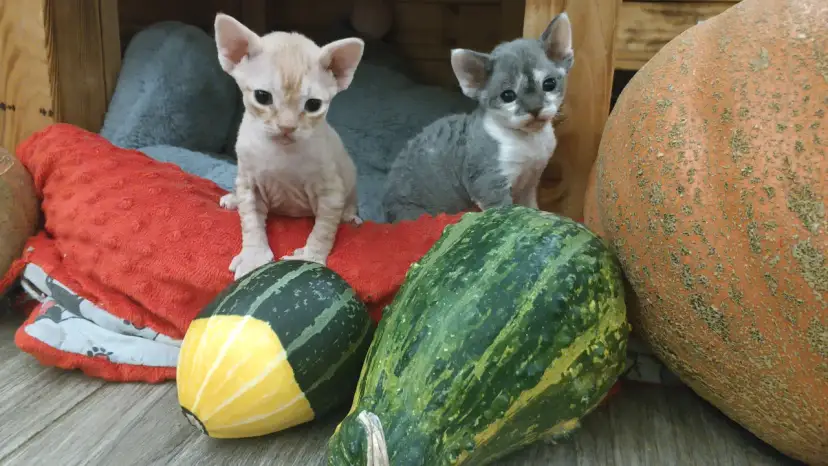 Hodowle kotów Devon Rex w Pomorskiem - zdrowe kocięta i ceny