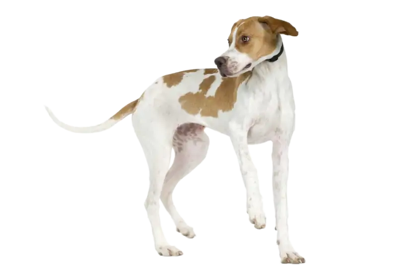 Un elegante pointer inglés, con manchas marrones sobre blanco, mira atentamente a un lado.