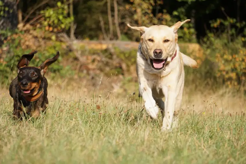 Jamnik i labrador biegną przez łąkę, ciesząc się słońcem.